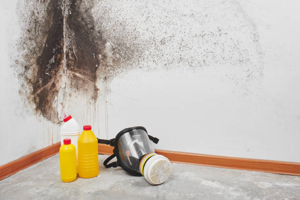 Professional Mold Removal in St Peter, MN