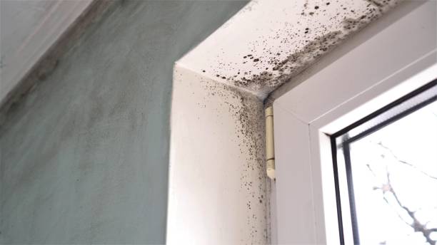 Best Commercial Mold Removal  in St Peter, MN