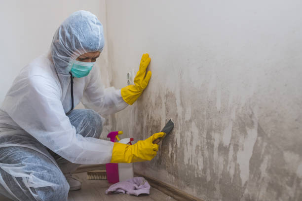 Best Black Mold Removal  in St Peter, MN