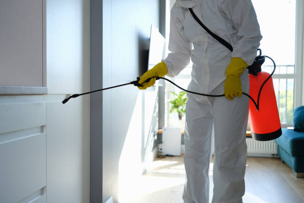 Best Fast Mold Removal  in St Peter, MN