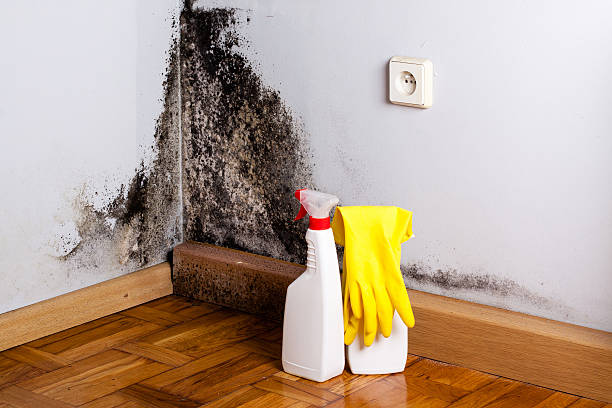 Best Emergency Mold Removal  in St Peter, MN