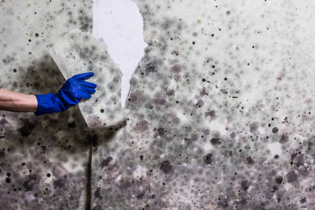 Best Certified Mold Removal  in St Peter, MN
